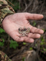M-TAC NASZYWKA POLSKI ORZEŁ LASER CUT RZEP MULTICAM
