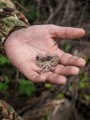 M-Tac_naszywka_Polski_orzel_Laser_Cut_multicam_galeria_04.jpg